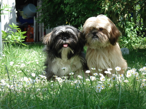 Tussen de madeliefjes!