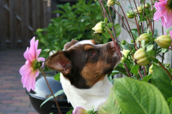 Waar ruikt deze bloem naar?