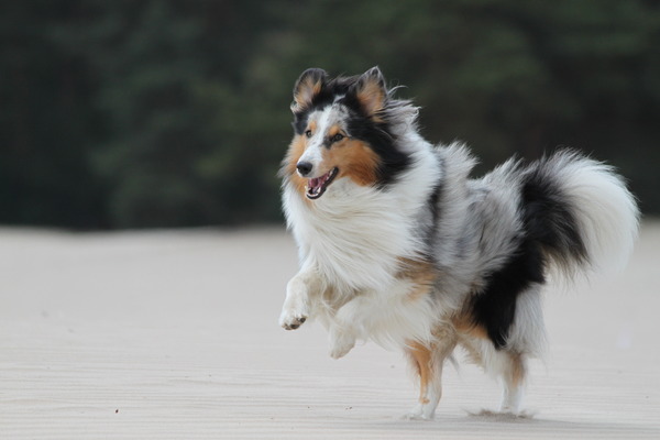 Groeten uit de duinen