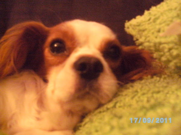 Cavalier King Charles Spaniel