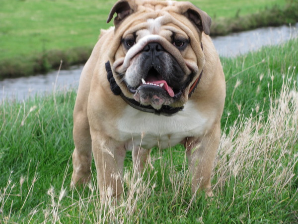 Engelse Bulldog