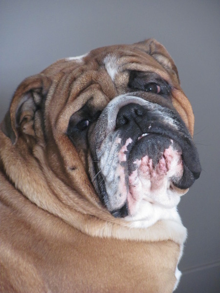 Engelse Bulldog
