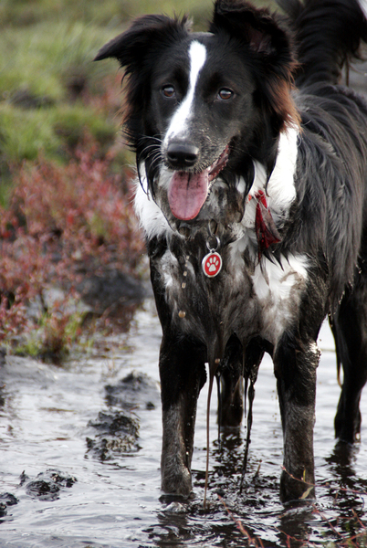 Lekker hoor zo'n modderpoel...