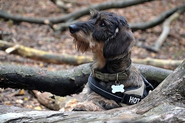 Groeten uit het bos...
