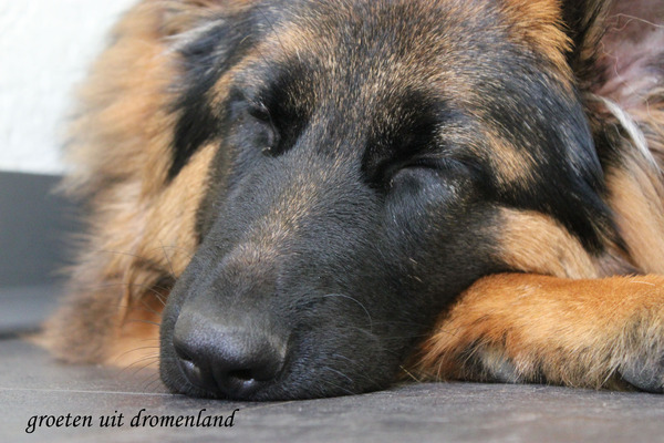 groetjes uit ..... dromenland