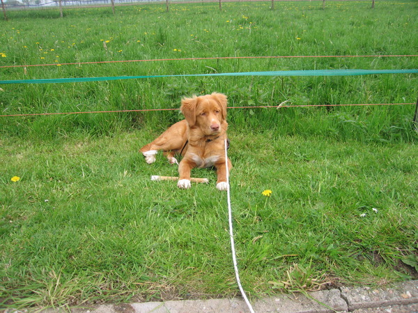 Nova Scotia Duck Tolling Retriever