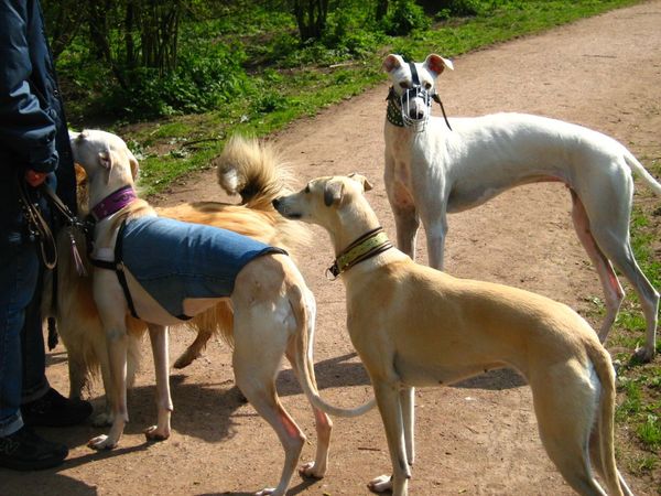 Galgo Español