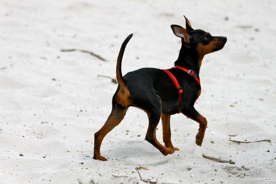 Groeten uit soesterduinen