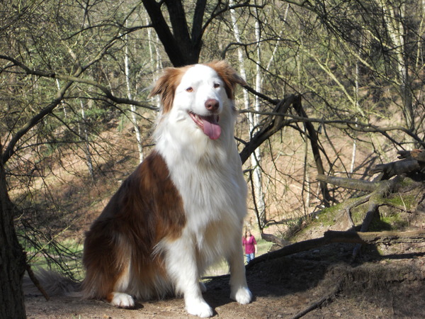 Australian Shepherd