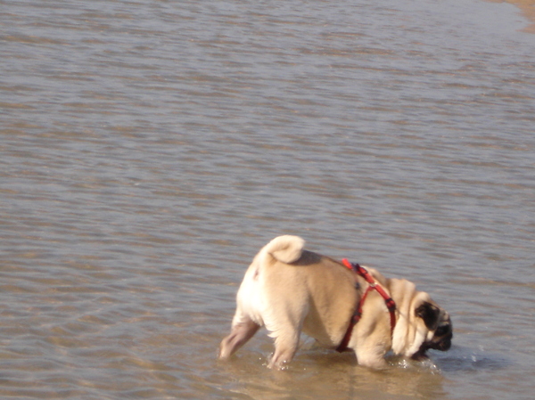 Billieke + zijn laatste wandeling Normandie