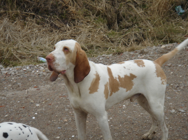 Bracco Italiano