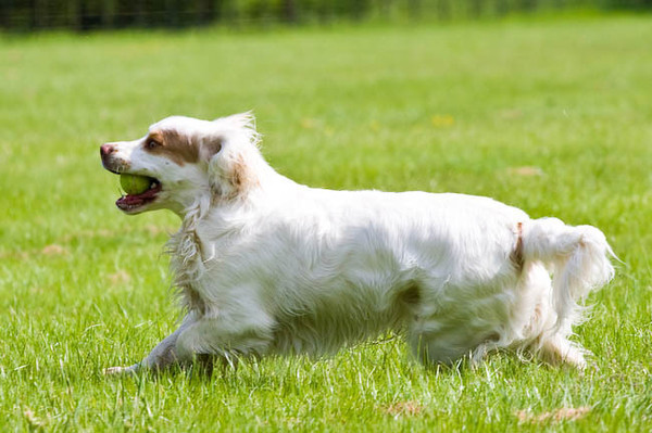 Clumber Spaniel