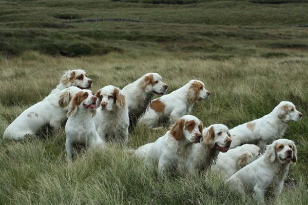 Clumber Spaniel