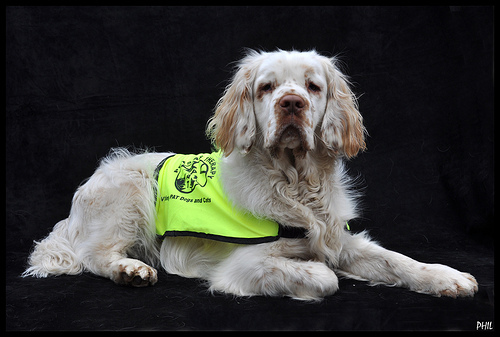 Clumber Spaniel