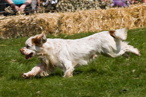 Clumber Spaniel