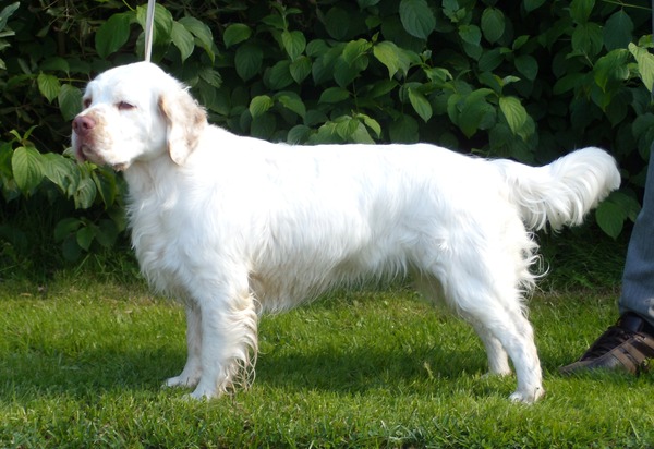 Clumber Spaniel