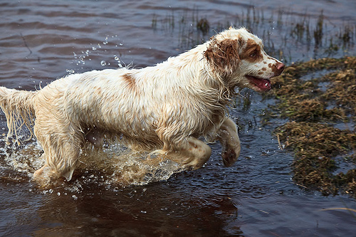 Clumber Spaniel