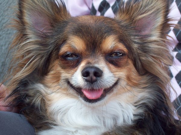 Munchkin's beste shot!