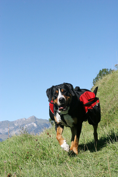 Groeten uit Zwitserland, mijn geboorteland