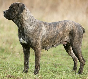 Cane Corso