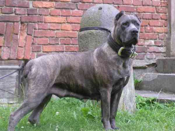 Cane Corso