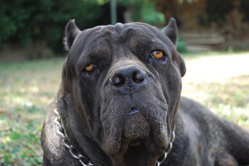 Cane Corso