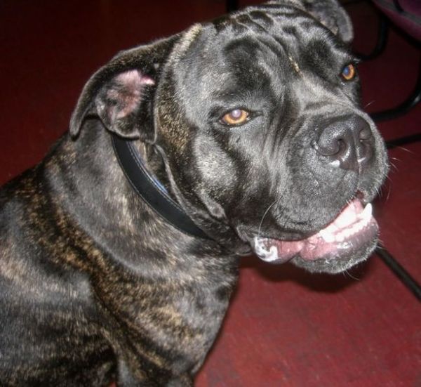 Cane Corso