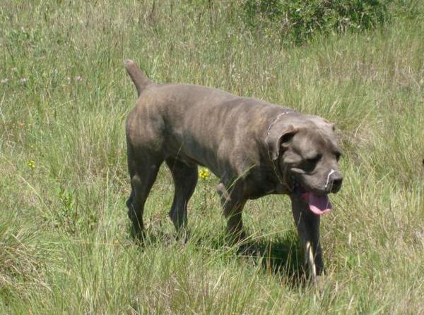 Cane Corso
