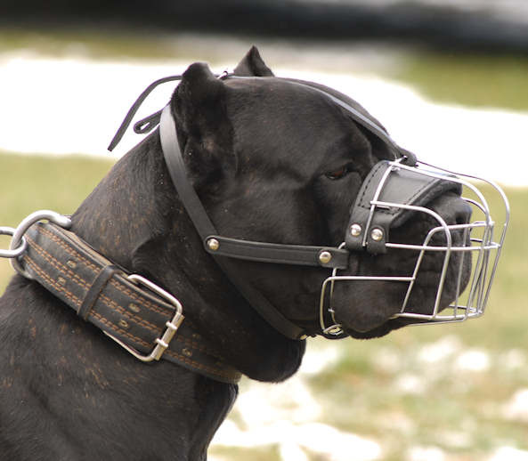 Cane Corso