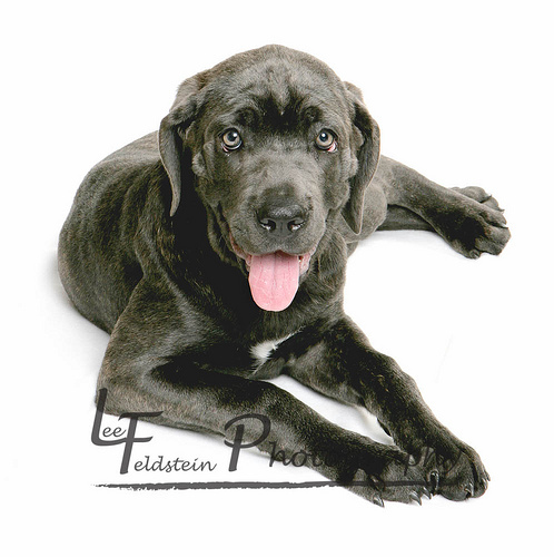 Cane Corso