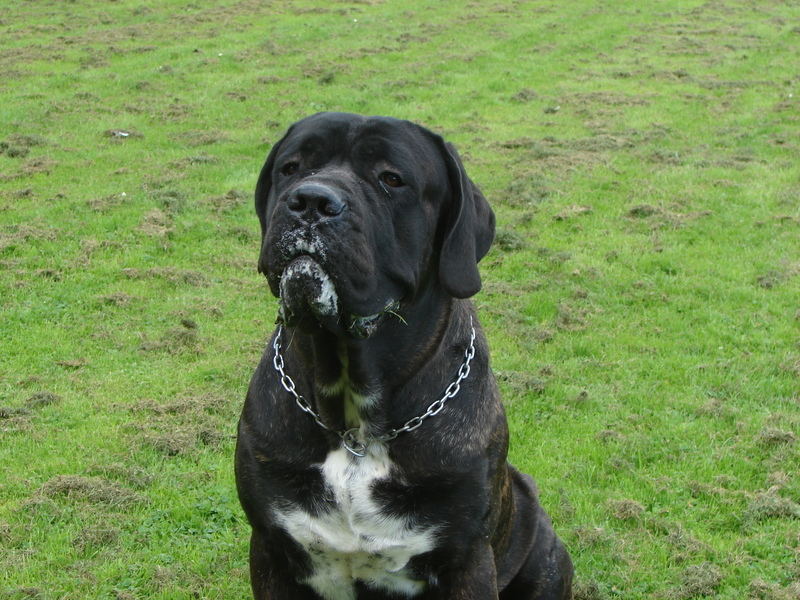 Cane Corso