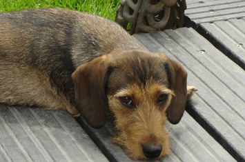 Dwergdashond, ruwhaar