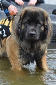 Leonberger