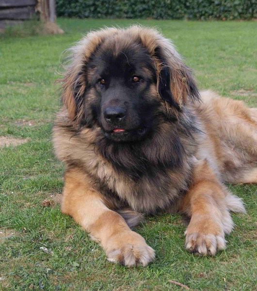 Leonberger