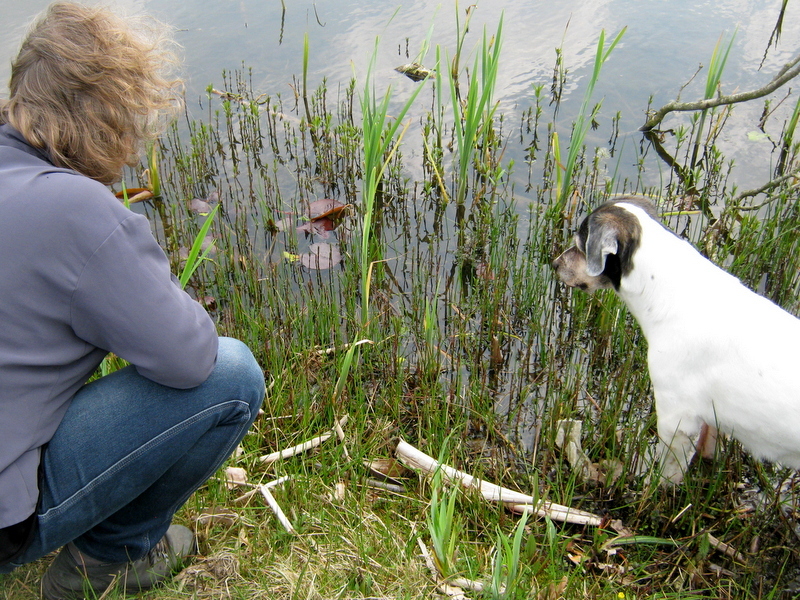 Groeten uit Nederland kikkerlandje