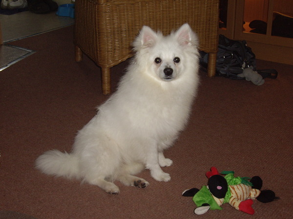 Middenslag Keeshond, wit