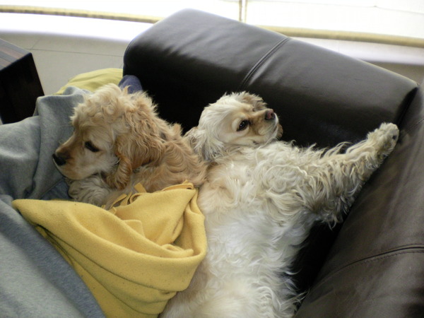 Amerikaanse Cockerspaniel