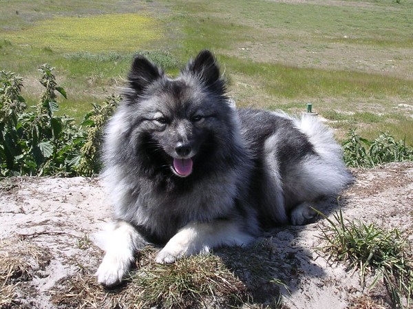 Keeshond, Grijze