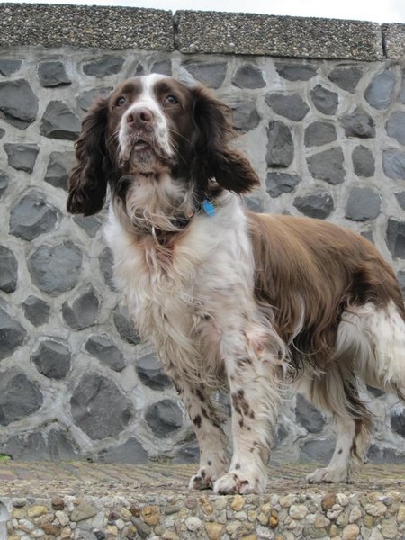 Engelse Springer Spaniel
