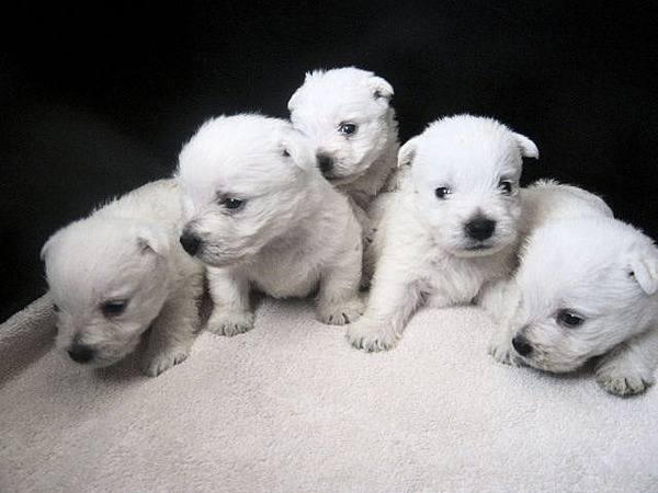 FROM CASTLE OF BEAUTIES