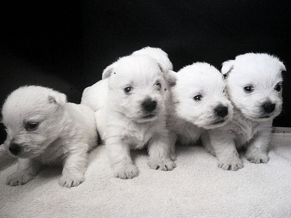 FROM CASTLE OF BEAUTIES