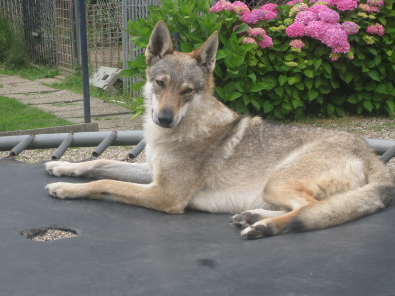 Tsjechoslowaakse Wolfhond