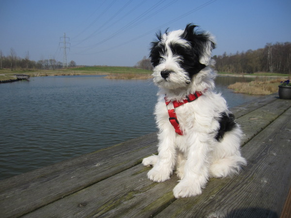 Tibetaanse Terrier