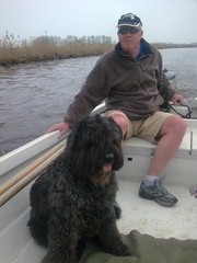 Bouvier des Flandres