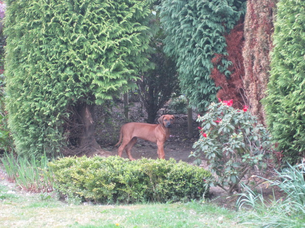 Rhodesian Ridgeback