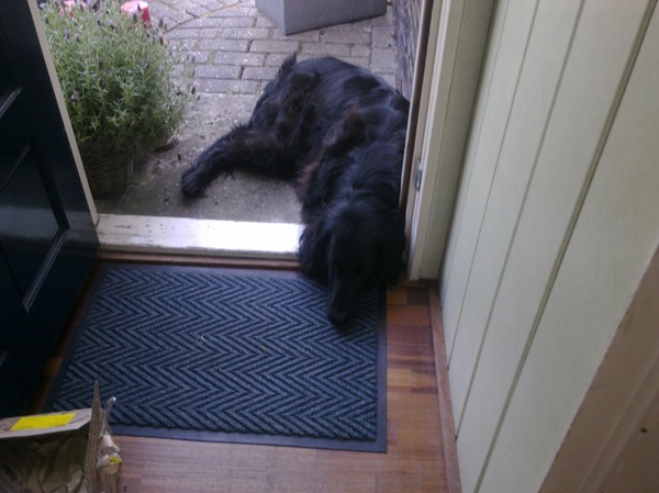 Flatcoated Retriever