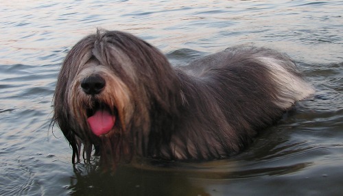Polski Owczarek Nizinny