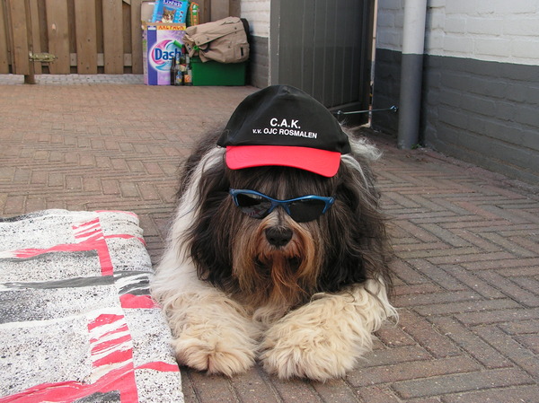 Polski Owczarek Nizinny