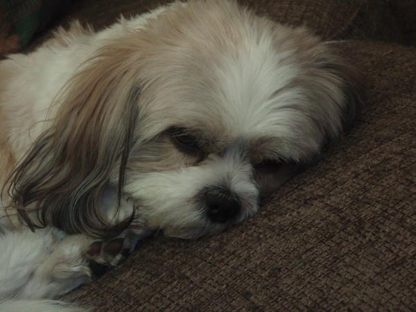 Shih Tzu