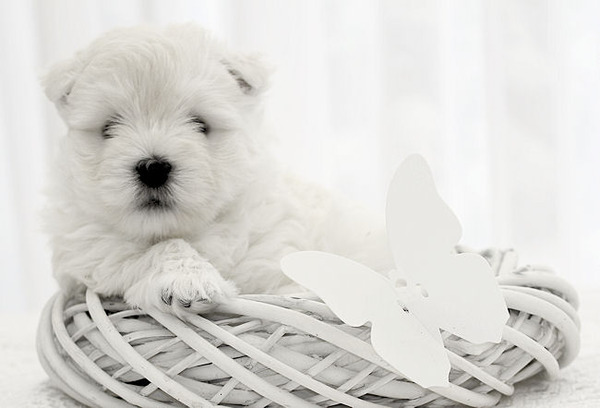 West Highland White Terrier